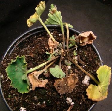 P Is For Pythium Root Rot On Ornamentals